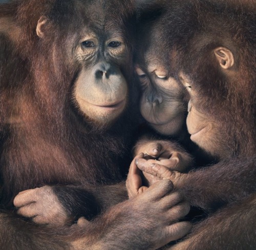 wolverxne:  How he got them to sit still, we don’t know. But somehow award-winning UK-based photographer Tim Flach managed it, and this was the result. The 54-year-old has created a collection of incredible photographic portraits of animals so intimate