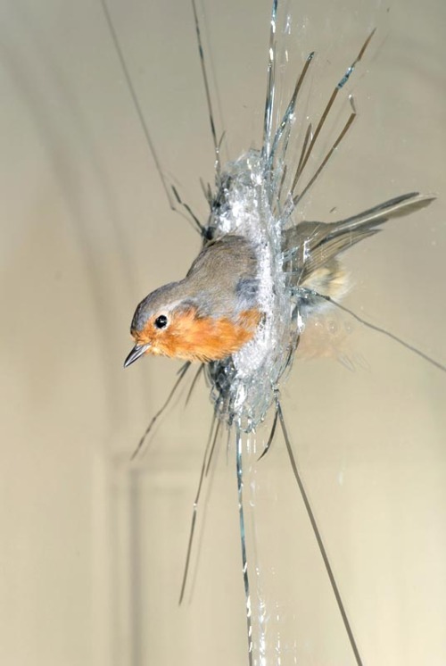 animalstalkinginallcaps:  MARTY! CARL! SORRY TO BURST IN LIKE THIS BUT I WAS UP ALL