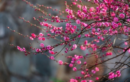 fuckyeahchinesegarden:鸡鸣寺 jiming temple, nanjing, jiangsu province