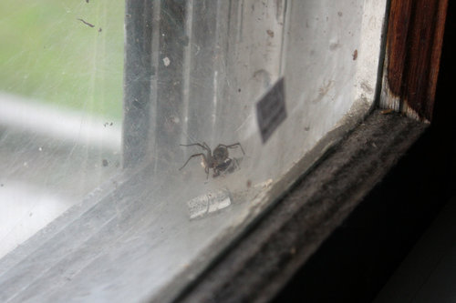 butthurt:  so there’s been three spiders living in my window for the past few months, and this morning i found out the newest funnel spider ate my favorite grass spider, which means someones getting evicted  a tiny eviction notice for a tiny tenant