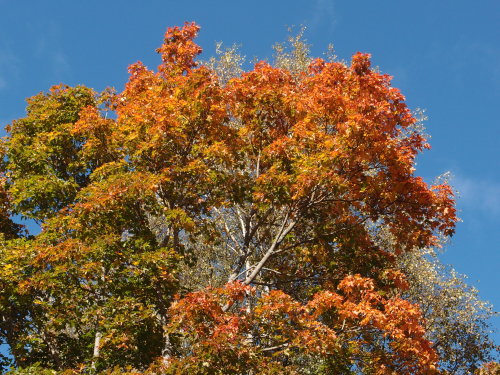 Acer platanoides — Norway maple