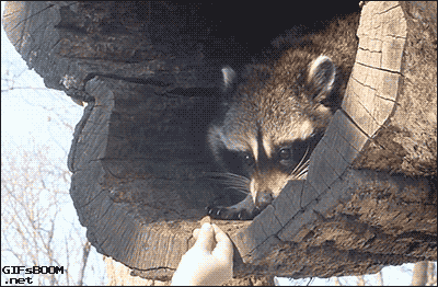 gifsboom:  Adorably Cautious Raccoon Slow Grabs Snack From Man. [video]