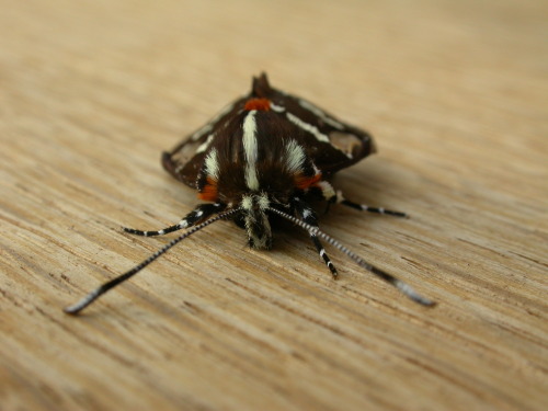 onenicebugperday: Common whistling moth, Hecatesia fenestrata, NoctuidaePhotographed in Australia In