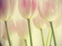 Tulips | Via Tumblr On We Heart It. Http://Weheartit.com/Entry/65482132/Via/Glowinginthedarkness