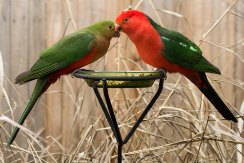 Pair of King Parrots in my garden.