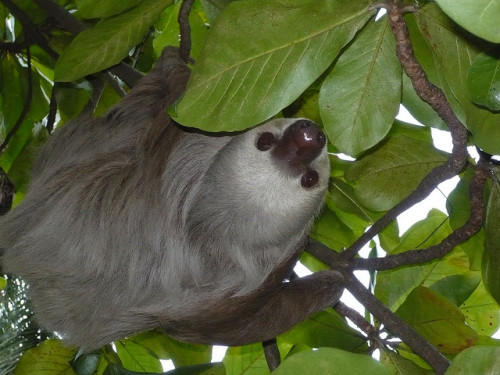 eternalsloth: eternalsloth