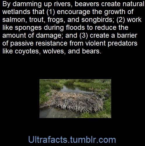 ultrafacts:Beaver dams help migrating songbirds. By stimulating the growth of species