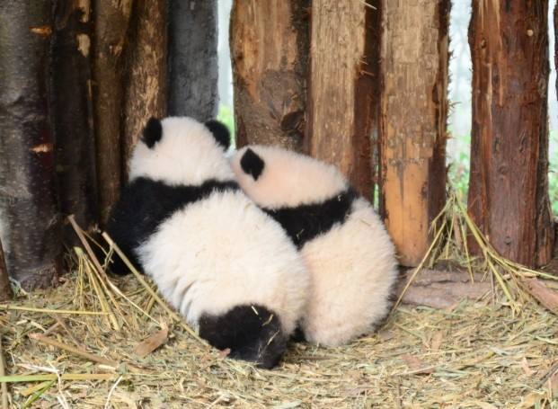 giantpandaphotos:  Twins Lu Lu and Xi Xi at the Bifengxia Panda Base in China. ©