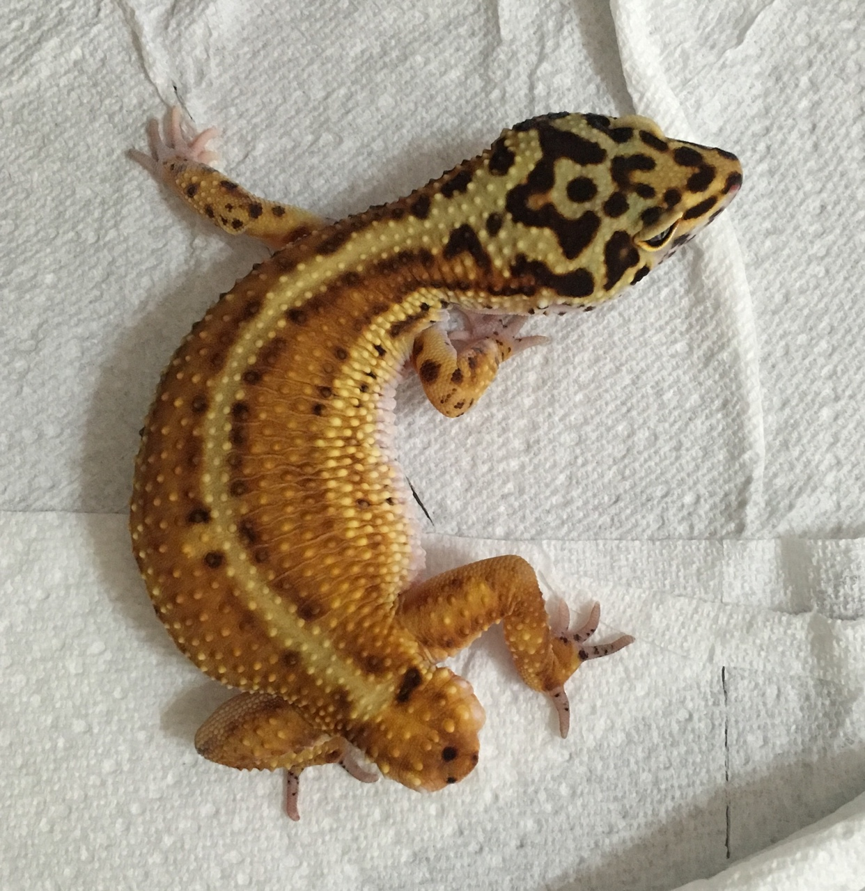 Obesity In Leopard Geckos The First Photo Is Celestial Geckos [ 1280 x 1242 Pixel ]