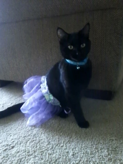 thecutestofthecute: So I got a purple tu-tu dress for my cat Luna today