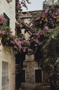 floralls:    Split /Croatia. by  P.S. Mildred   