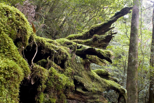 Yakushima by Joe Collver