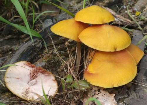 Pluteus leoninus from Kyoto, last summer &lt;3