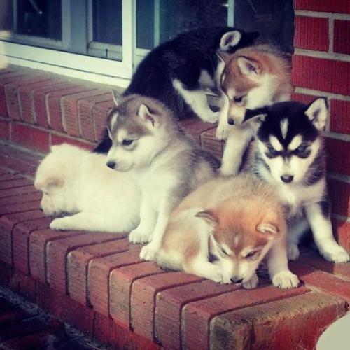 thebabyanimals