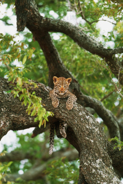 earthlynation:  Leopard by Catman-Suha