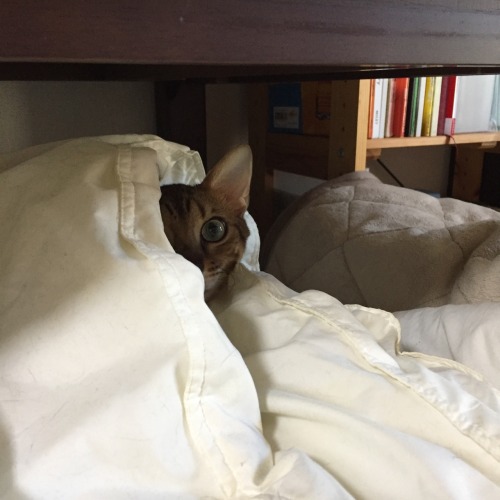 He loves to burrow under the covers and he can even tuck himself in.
