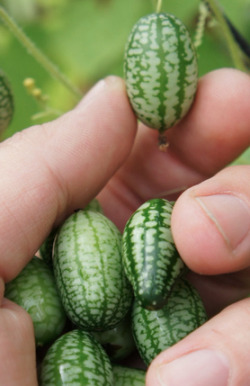 flowergogh:  sixpenceee:  Cucamelons are grape-sized watermelons that taste of pure cucumber with a tinge of lime.  WHAT