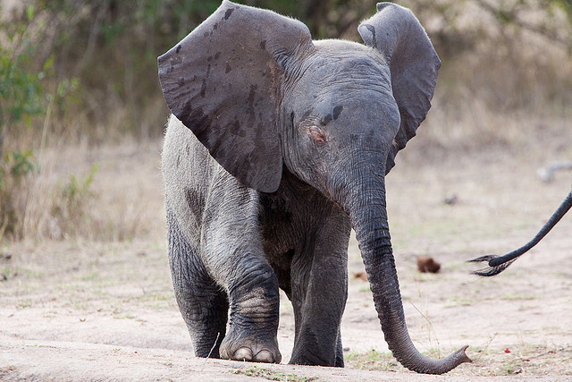 funnywildlife:  Albino Elephant_0521 by ap_photo on Flickr. He has pink eyelashes,