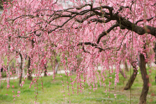 m3411:DSC_1409梅 2013年3月撮影 #flickstackr #flowers Flickr: flic.kr/p/eqAsgk