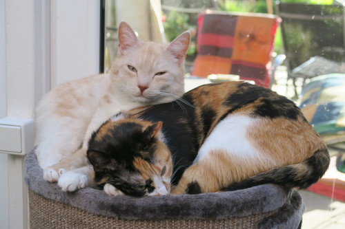 derpycats:Endlich Pause