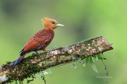 sunwendyrain:Chestnut-colored woodpeckerCosta Rica