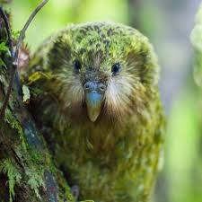 silverhawk:  silverhawk:   i GENUINELY would like you all to look at the kakapo, this BEAUTIFUl, gorgeous, outstanding, wonderful bird……. ….and who is sadly the butt of so many jokes in the bird community, because its the worlds only flightless