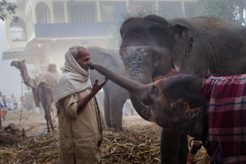 mace-onymous:fotojournalismus:  Rania, a 13-month-old elephant, stretches out her trunk to touch a man’s nose at the Sonepur Cattle Fair in Sonepur, India on November 15, 2011. (Daniel Berehulak/Getty Images)  Oh my heart! 
