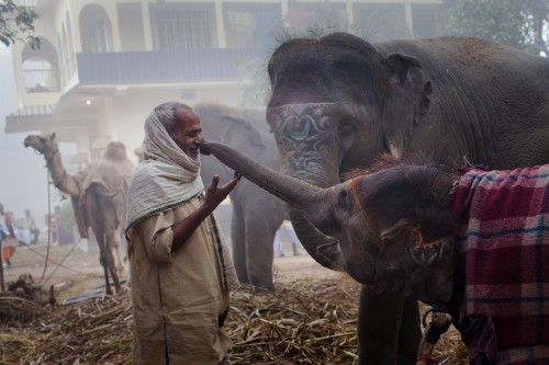 mace-onymous:fotojournalismus:Rania, a 13-month-old elephant, stretches out her trunk to touch a man