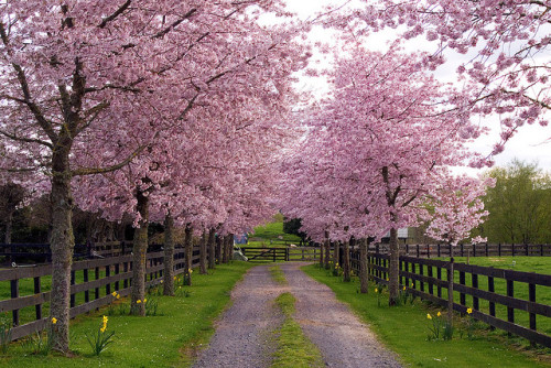 spring driveway by EssjayNZ on Flickr.