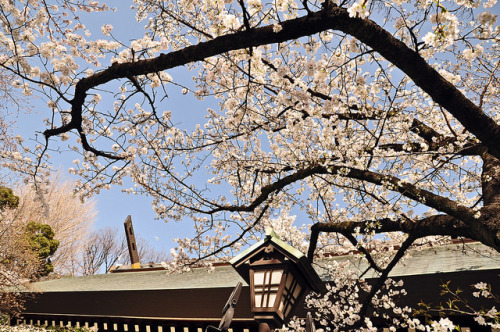 Sakura at Yasukuni shrine by mari-chan. on Flickr.