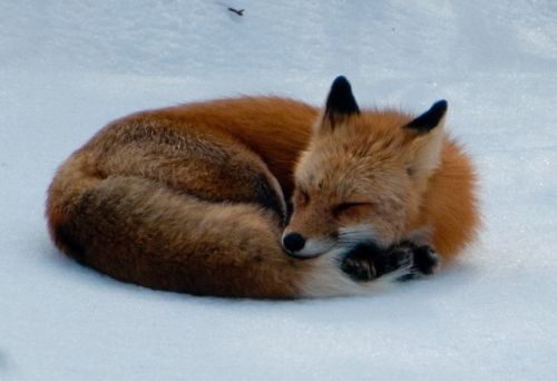 wolverxne: Photographer Tim Carter captured these adorable images of this Red Fox playing, stretching and sleeping in the snow.  