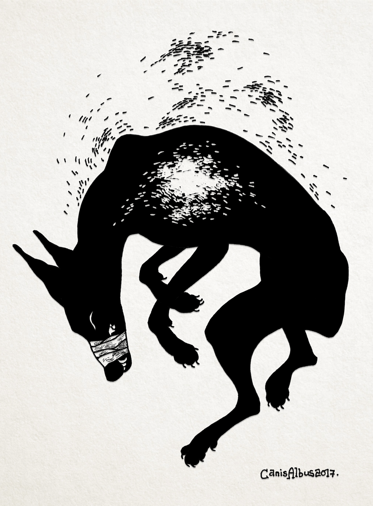 canisalbus:  Manifestations  