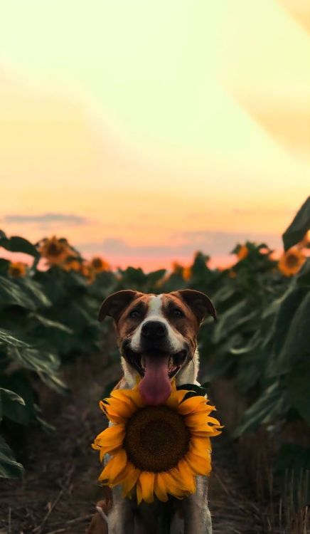 XXX aww-so-pretty: Dogs and sunflowers  photo