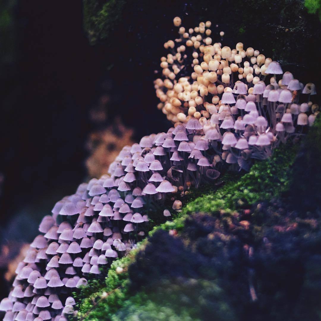 silvis-silentii:#грибы #лес #природа #mushroom #mushrooms #forest
