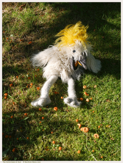 As Algy surveyed his assistants’ garden from a branch of a silver birch tree, he noticed an interest