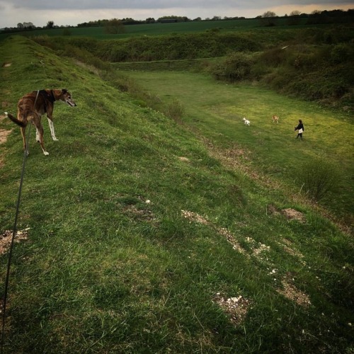 Walking the dogs on an old WW2 rifle range at Martins Down near Salisbury #dogs #dogwalk #longdog #w