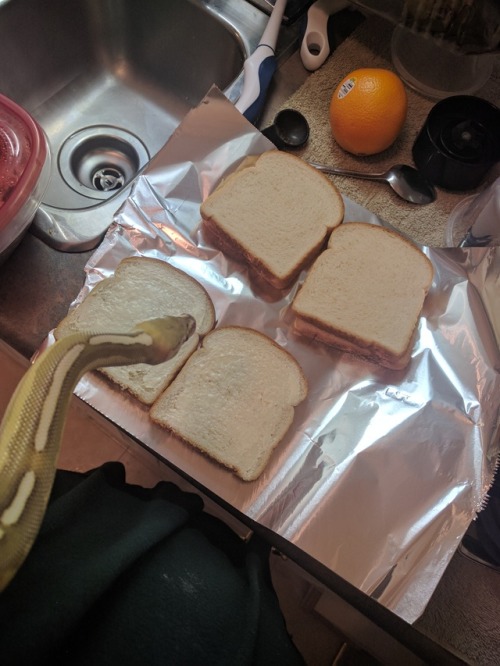 parannoidpoprox: Chef Porkinson is here too prepare your lunch he was very excited for the kitchen s