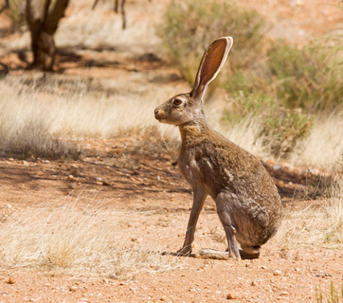 sixpenceee:  The antelope jack rabbit compared to the Artic hare. Animals in cold climates have shorter appendages and a rounded shape. this helps them preserve heat. This is known as Allen’s rule. 