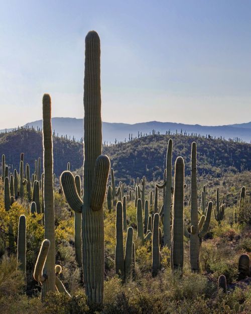 Plenty of saguaros. . . . #catalinastatepark #visittucson #arizona #azstateparks #azvistas #hikear