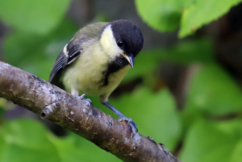 Great tit/talgoxe.