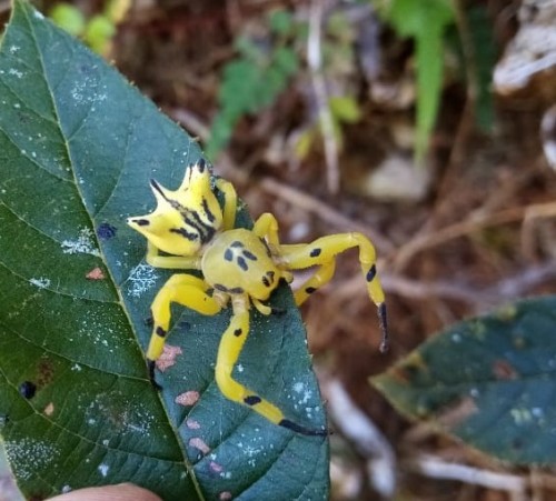 onenicebugperday:Seven-spined crab spider, Epicadus heterogaster, Thomisidae. Found in South and Cen