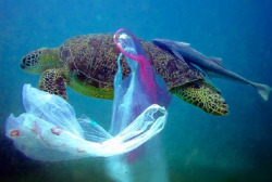 fuckyescalifornia:  7 Ways California’s Plastic Bag Ban Is Great News for Planet Earth  In California, the days of ocean-polluting, wildlife-killing plastic bags are over. Gov. Jerry Brown on Tuesday signed into law a bill that makes the Golden State