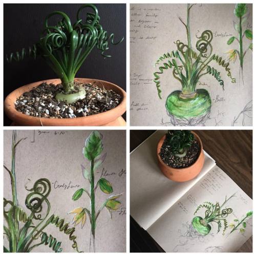 tylerthrasherart: The Albuca Spiralis. One of the rarest plants in my collection. This particular pl