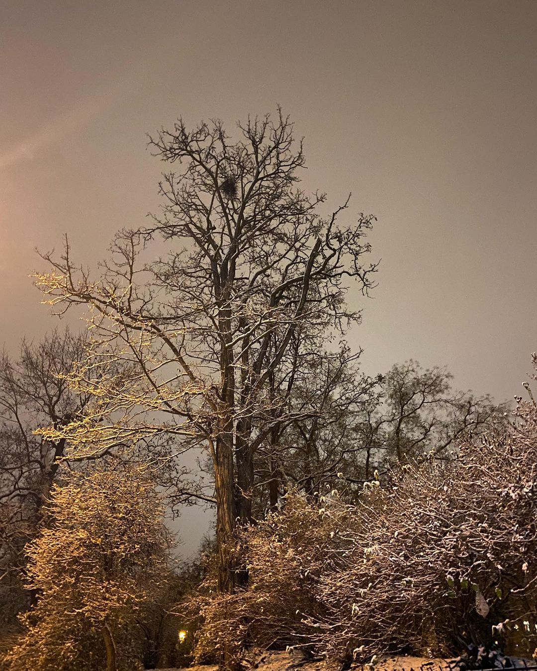 Unfiltered snowy night at the park.
#beauty #Prague #nightphotography #nightlights #snow #winter #snowphotography
https://www.instagram.com/p/Cls7FAEtqIR/?igshid=NGJjMDIxMWI=