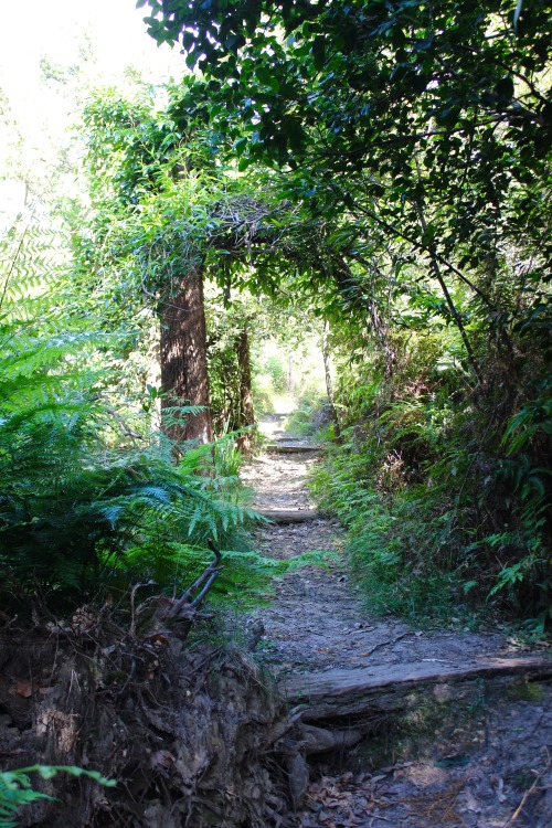 simone-cobley:  Harold Reid Foreshore Walking Tack, Middle Cove, Sydney 01.01.2016