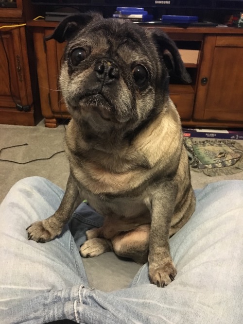 bax16:  advanced-procrastination:  share:  can we just take a moment to appreciate pugs  I mean c’mon look at these cute  stupid ass  lil mother truckers  I want 50       SO! MANY! GIZMOS!!!1!11!  Haha makes me miss Bullet 