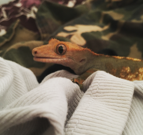 Little Fómhar, helping me do some laundry 