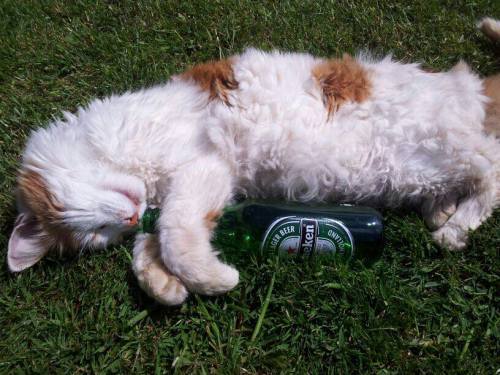 This is Bazil, chilling with a beer last summer. Miss you little kitty ♥ (submitted by caffei
