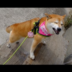 unihalo:  Good Dog! Bad face? #shiba#shibe#shibainu#shibainuuni#shibalovers#shibaoftheday#shibastagram#instashiba#lovepets#lovedogs#loveshiba#dog#doge#doglovers#uni#unistagram#dogstagram#instagood#love#tokyo#japan#happyface#柴犬#柴犬うに#gooddog
