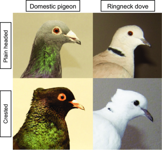 tiny-feisty-gay: snarg:  stereofeathers:  tawghasa:  hot-honey-fag:  slash-queen:  todaysbird:   remember: the ‘holy’ white doves are just white rock doves, aka the common pigeon!  Doves are just pigeons with white privilege   Also can we talk about